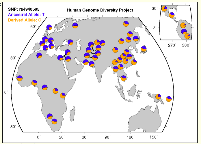World map from the Human Genome Diversity Project showing population allele frequencies for SNP rs4940595