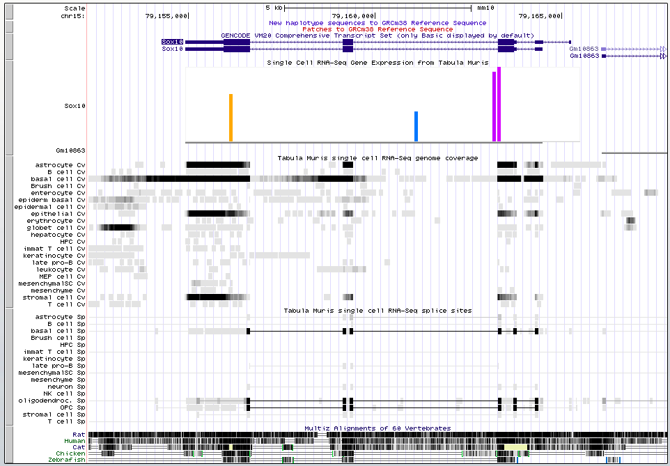 Genome Browser session showing Tabula Muris single-cell RNA-seq expression at the Sox10 locus