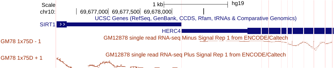 ENCODE RNA-seq wiggle tracks with negated values showing expression on plus and minus strands
